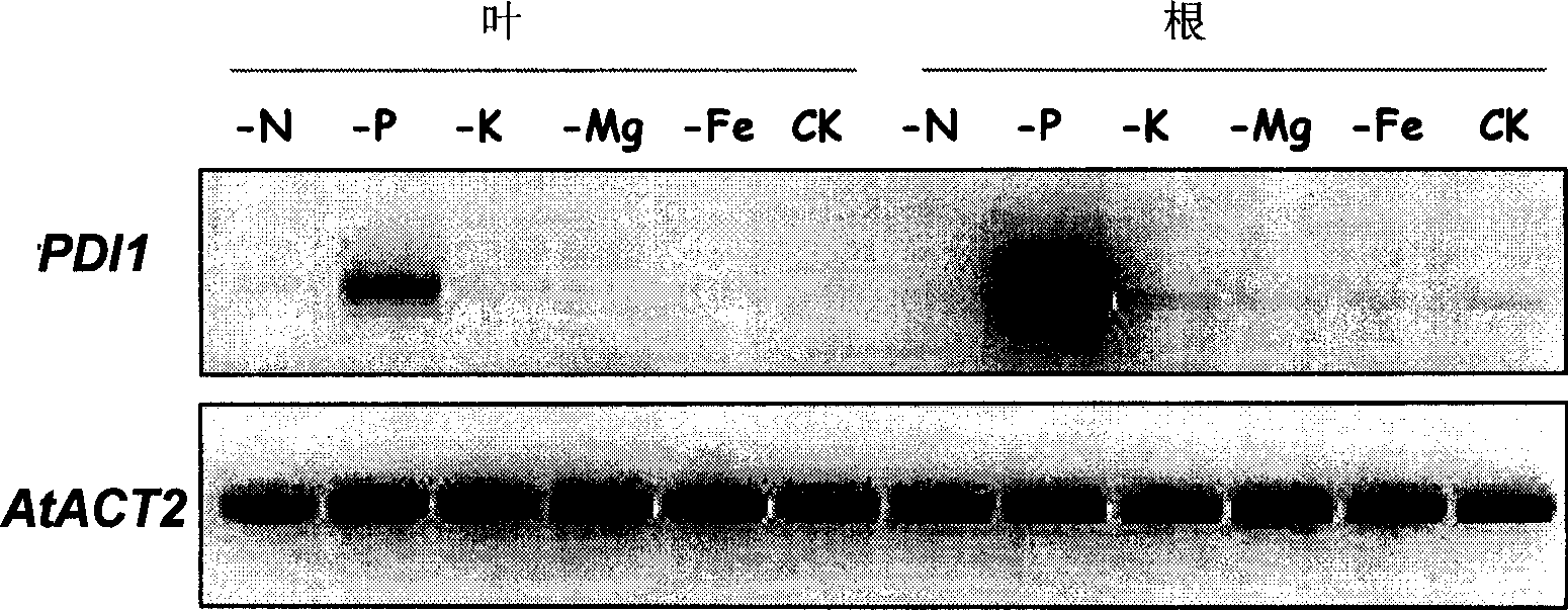 Phosphorus starvation induced gene promoter and its application