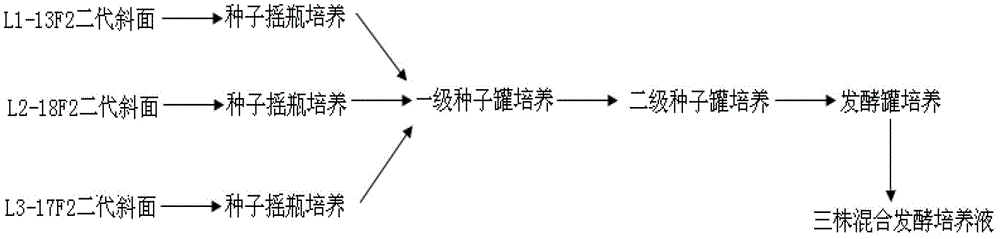 Mixed liquid fermentation process of three plants of bacillus licheniformis