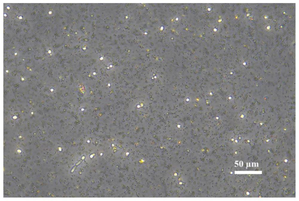 Wall breaking method for preparing nanoscale selenium-enriched yeast