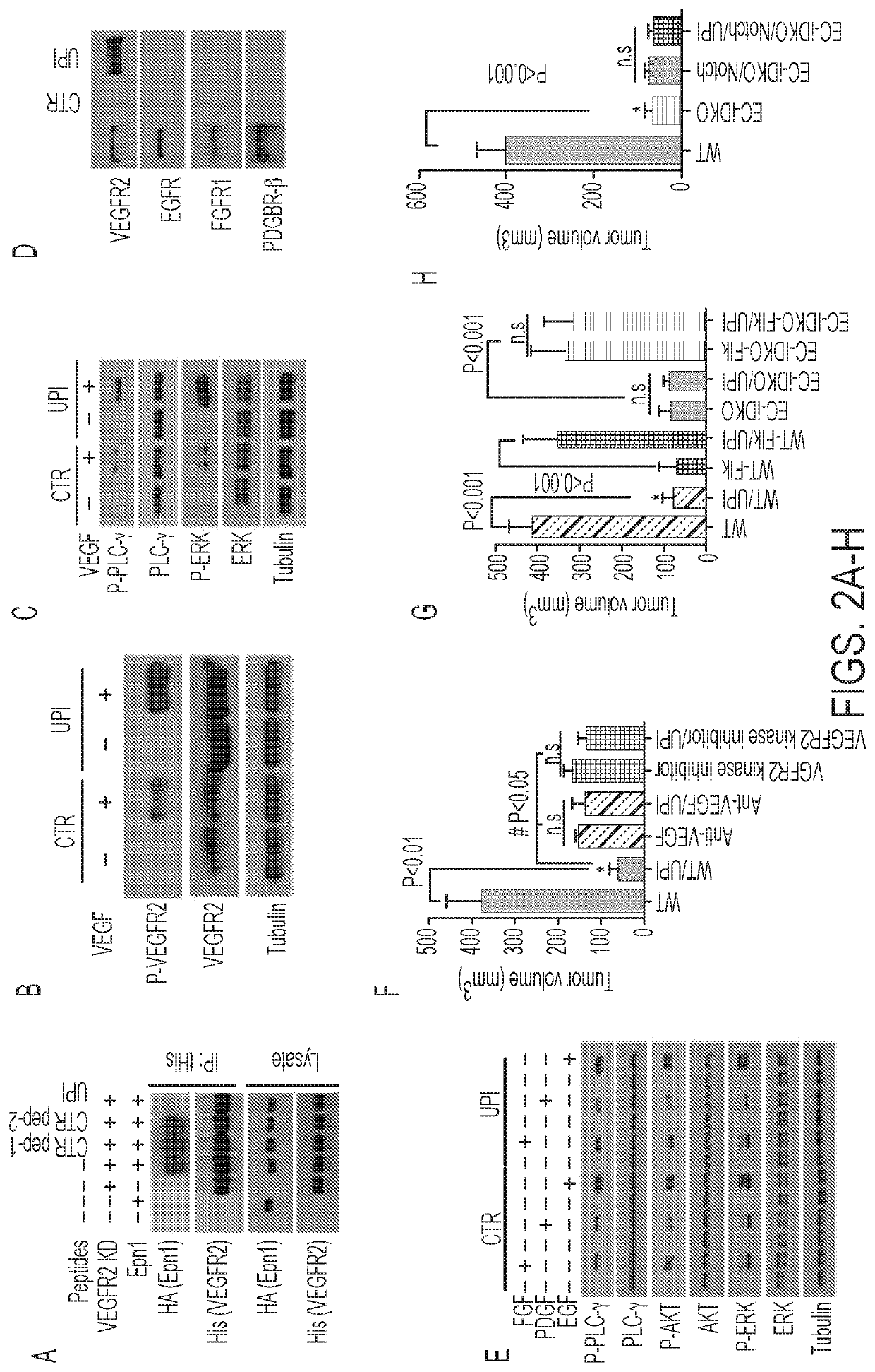 Ubiquitin interacting motif peptides as therapeutics