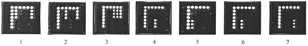 Preparation and application of rickettsia discrimination detection gene chip