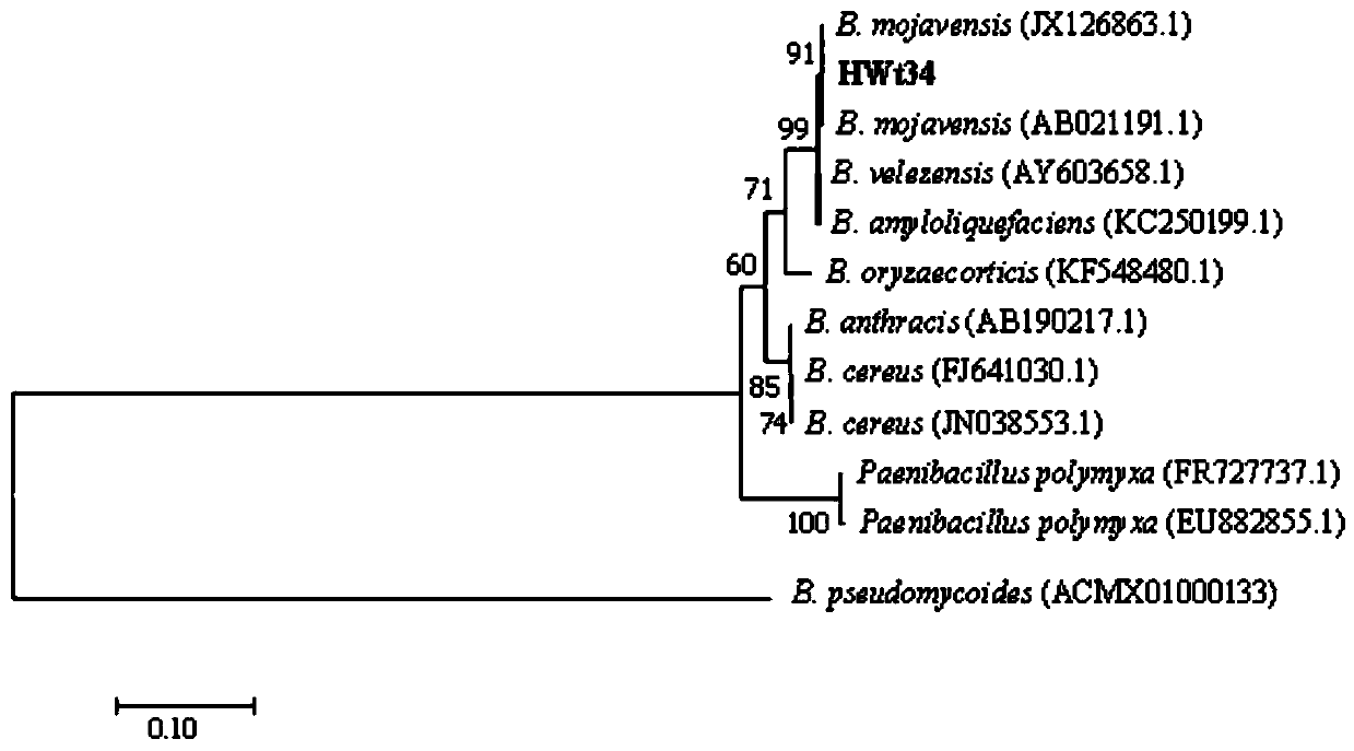 Bacillus mojavensis for preventing and treating root rot of cotton in seedling stage and application of Bacillus mojavensis