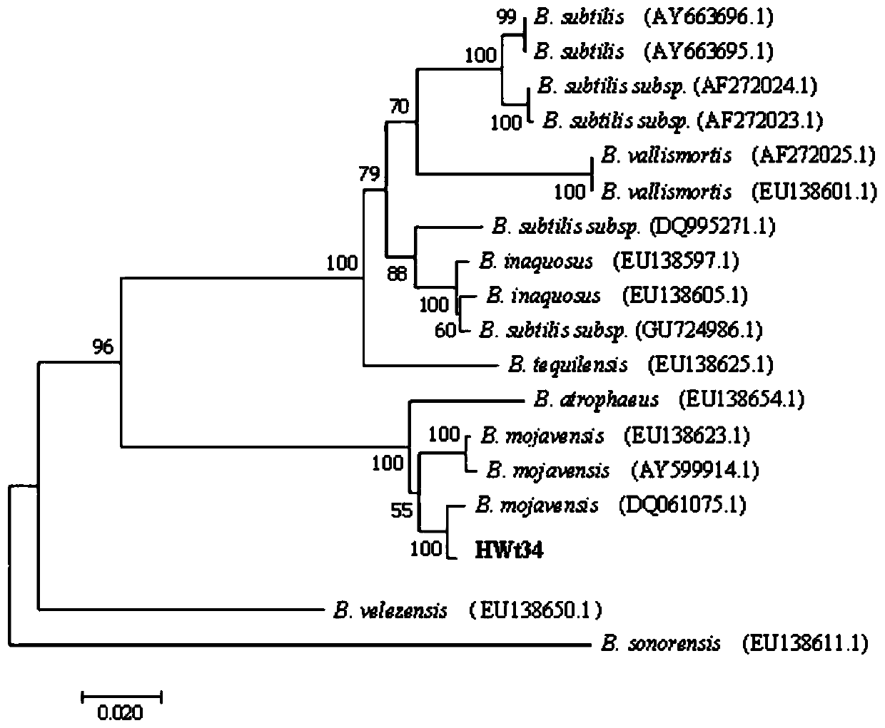 Bacillus mojavensis for preventing and treating root rot of cotton in seedling stage and application of Bacillus mojavensis