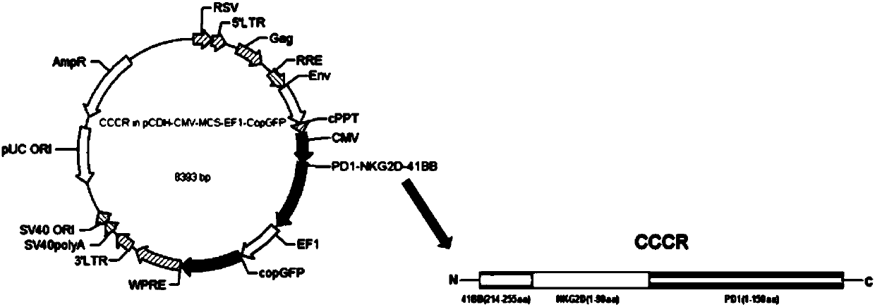 Novel anti-tumor NK cell as well as preparation method and application thereof