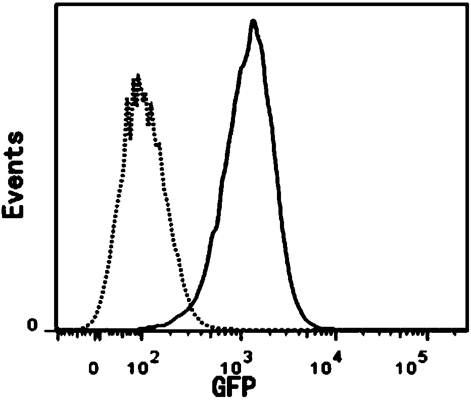 Novel anti-tumor NK cell as well as preparation method and application thereof