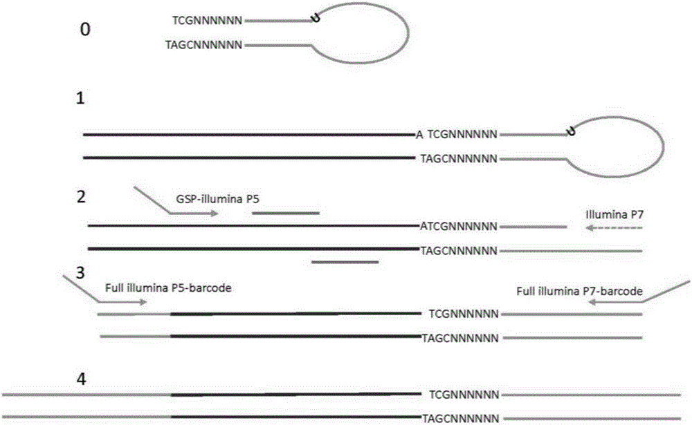 Nucleic acid preparation and analysis