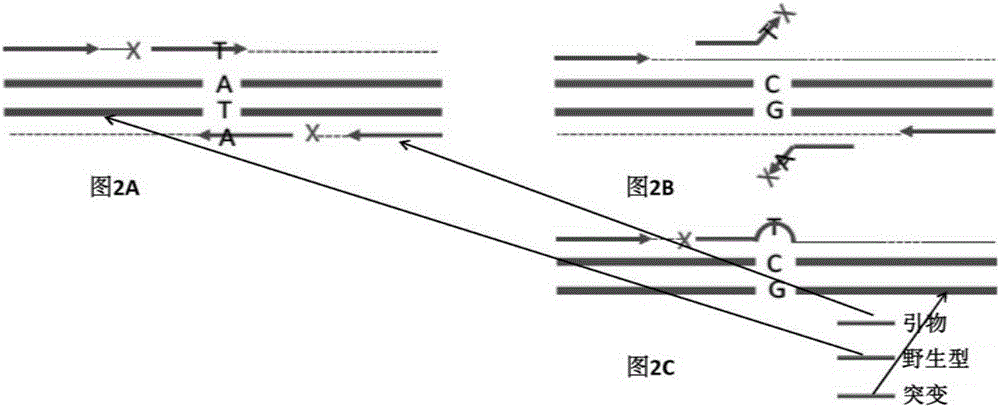 Nucleic acid preparation and analysis