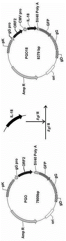 Recombinant porcine pseudorabies virus strain and preparation method thereof