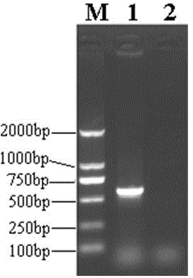 Recombinant porcine pseudorabies virus strain and preparation method thereof