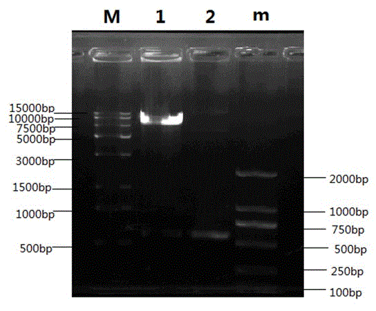 Recombinant porcine pseudorabies virus strain and preparation method thereof