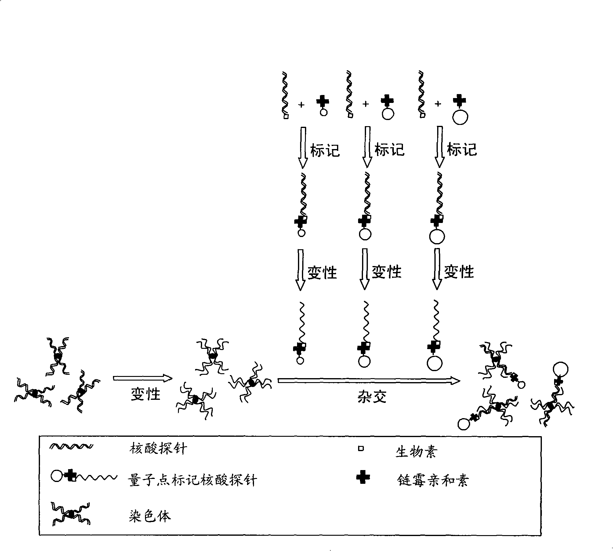 Nuclear acid probe marked with quantum dots and preparation method and application thereof