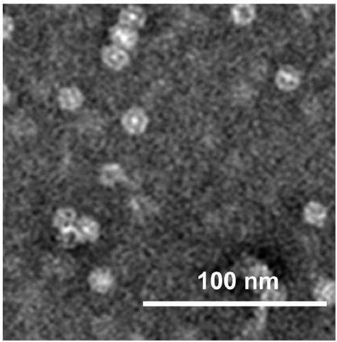 Method for preparing degreased soybean meal iron storage polypeptide by protease and application