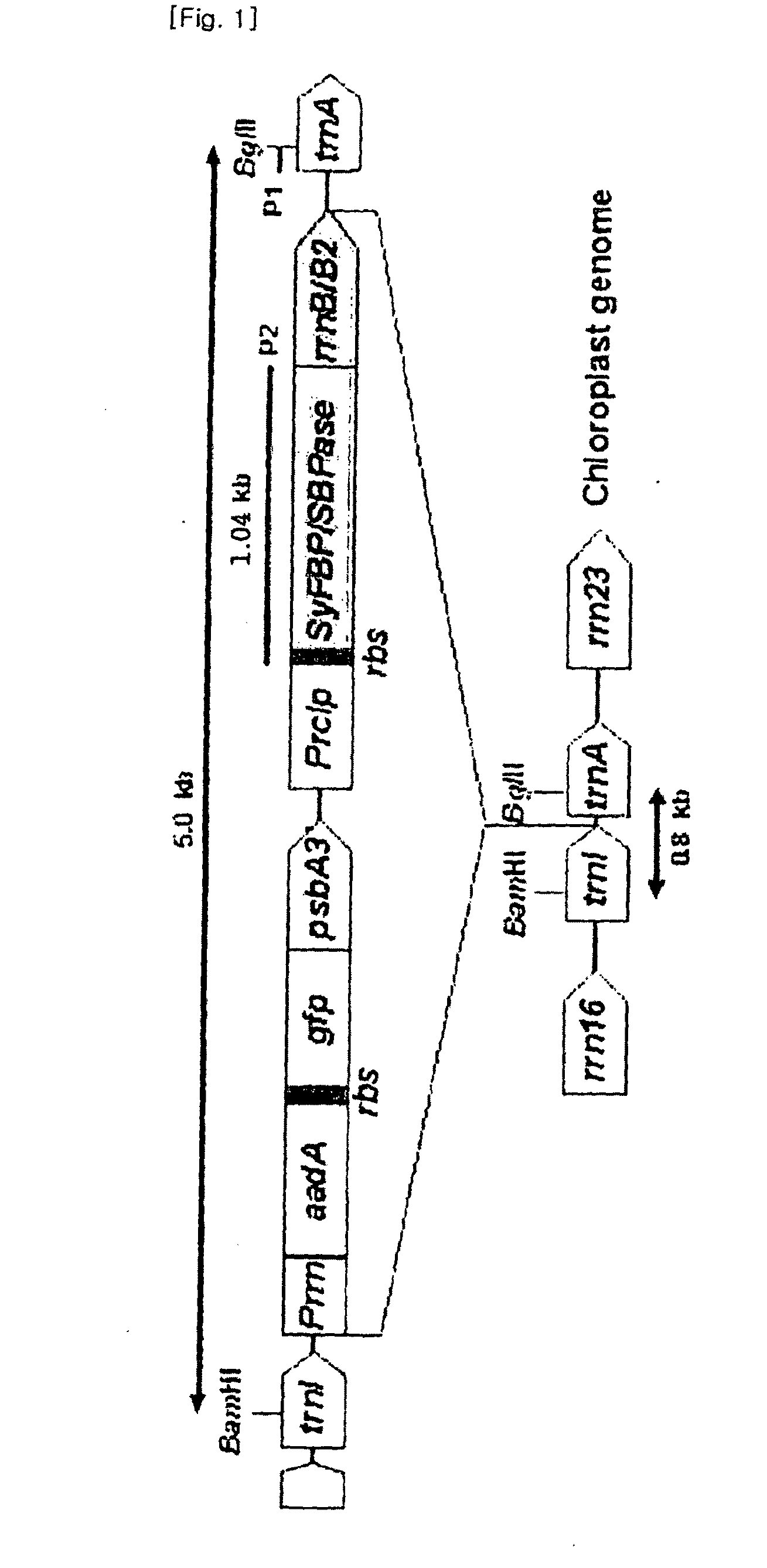 Method for increasing salt tolerance of plant by overexpressing syfbp/sbpase gene isolated from synechocystis and plant produced by the same