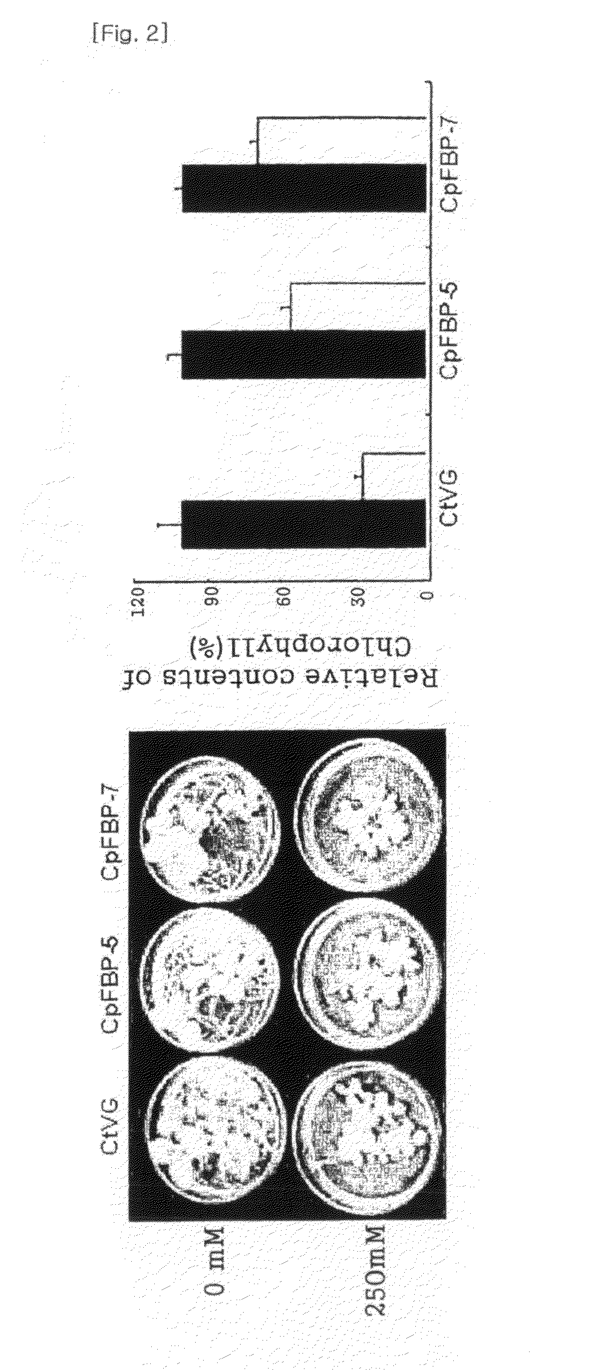 Method for increasing salt tolerance of plant by overexpressing syfbp/sbpase gene isolated from synechocystis and plant produced by the same