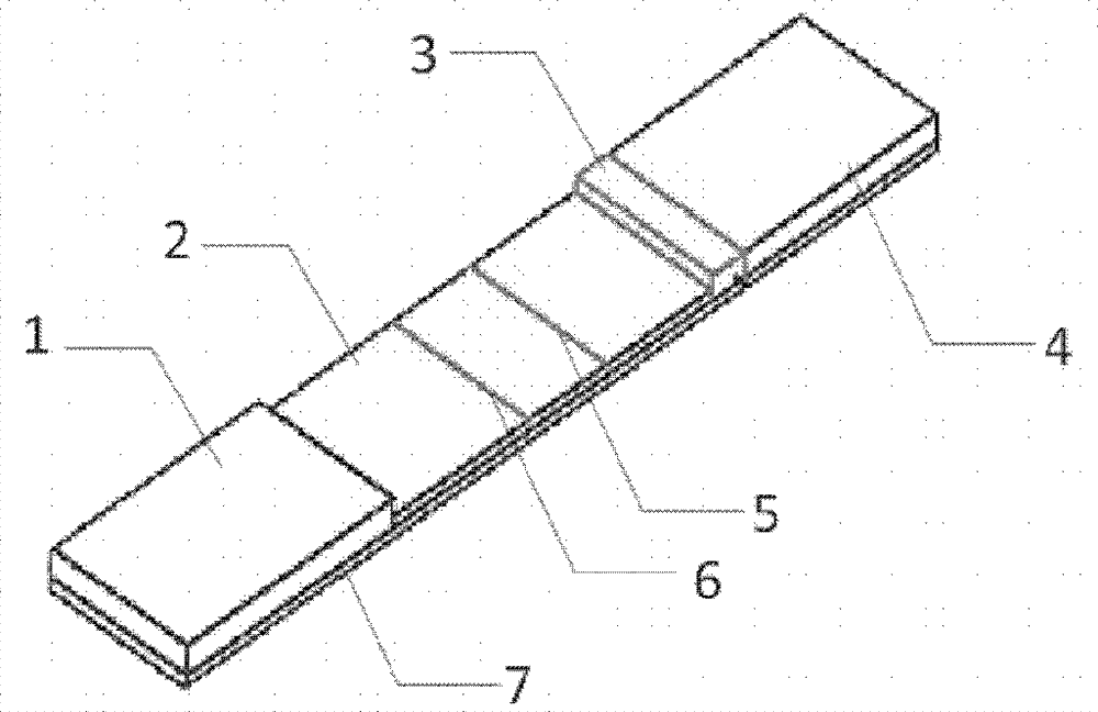 Magnetic lateral flow immunoassay for rapid detection of TTX and preparation of detection test strip