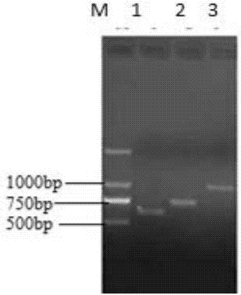 Preparation method of recombinant plasmid enhanced PCV2 vaccine immunoadjuvant of tibetan-pig IL-12 and application