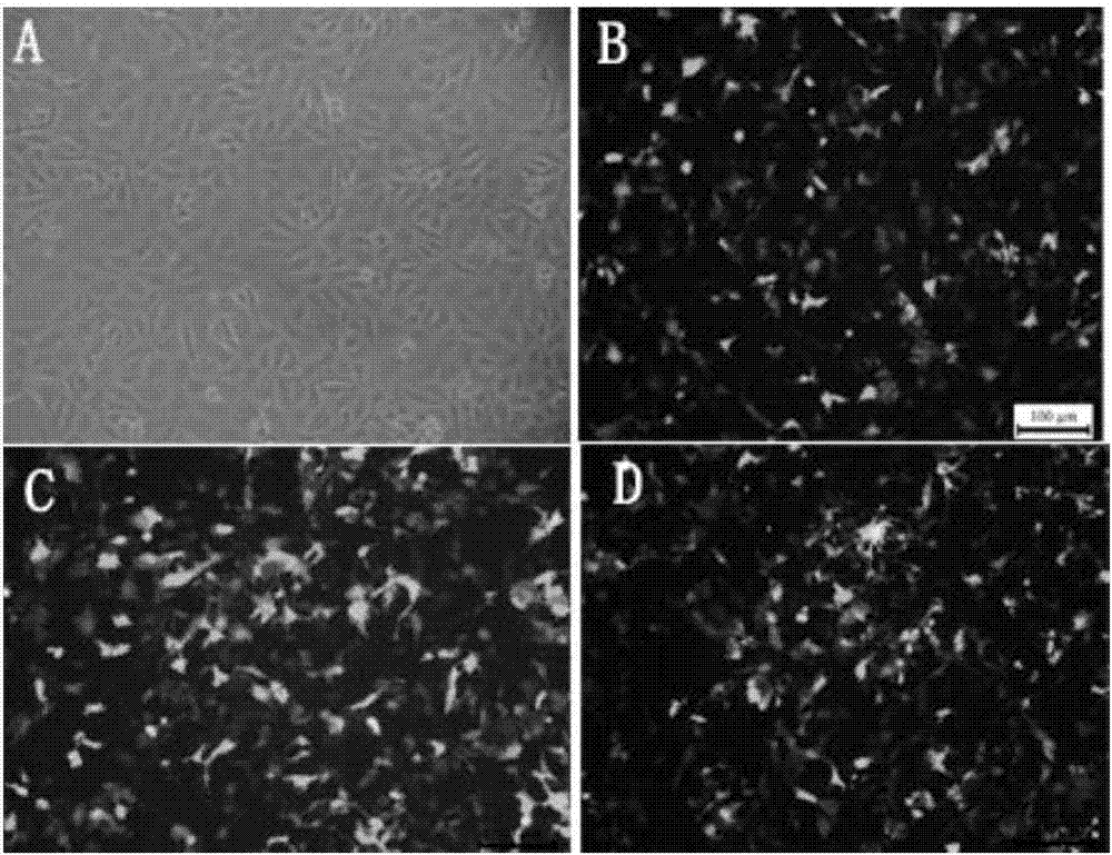 Preparation method of recombinant plasmid enhanced PCV2 vaccine immunoadjuvant of tibetan-pig IL-12 and application