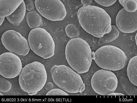 Saccharomyces cerevisiae, microbial inoculum, application thereof, white spirit, yellow rice wine and brewing methods of white spirit and yellow rice wine