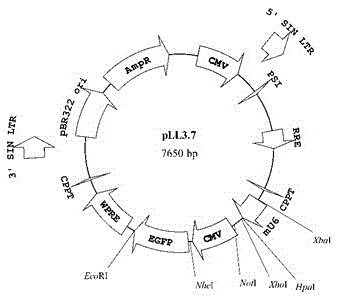 A kind of lentiviral vector and application thereof for expressing lncrna