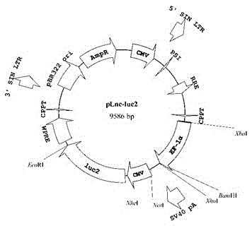 A kind of lentiviral vector and application thereof for expressing lncrna