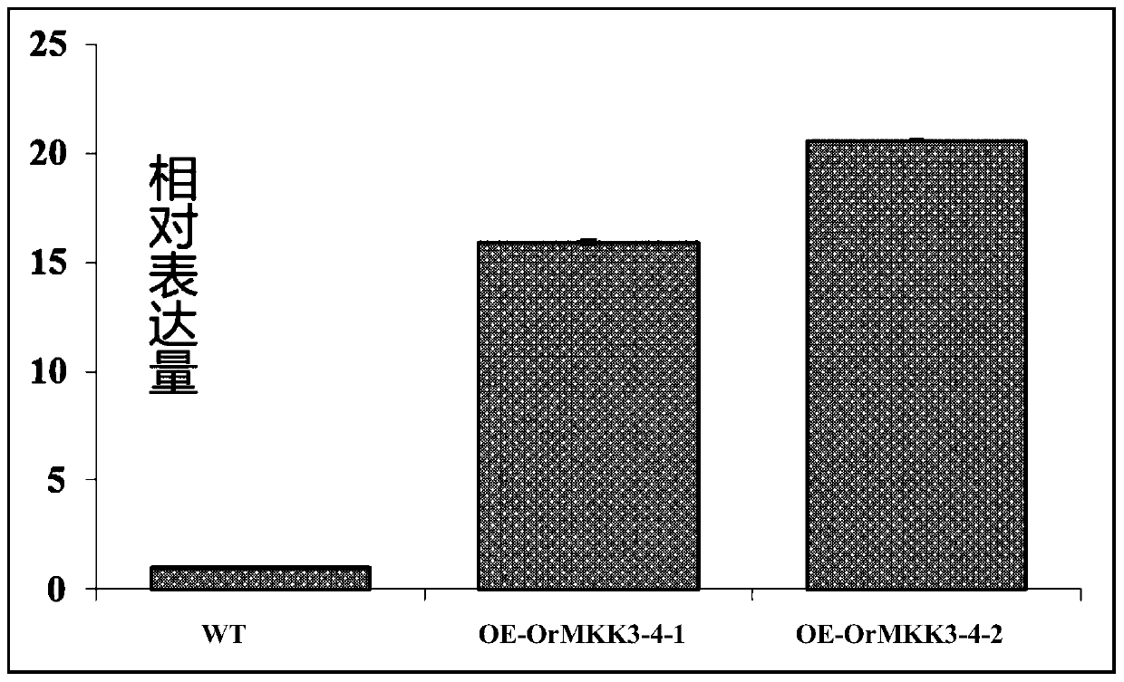 Rice grain type growth and development related coding gene and its application