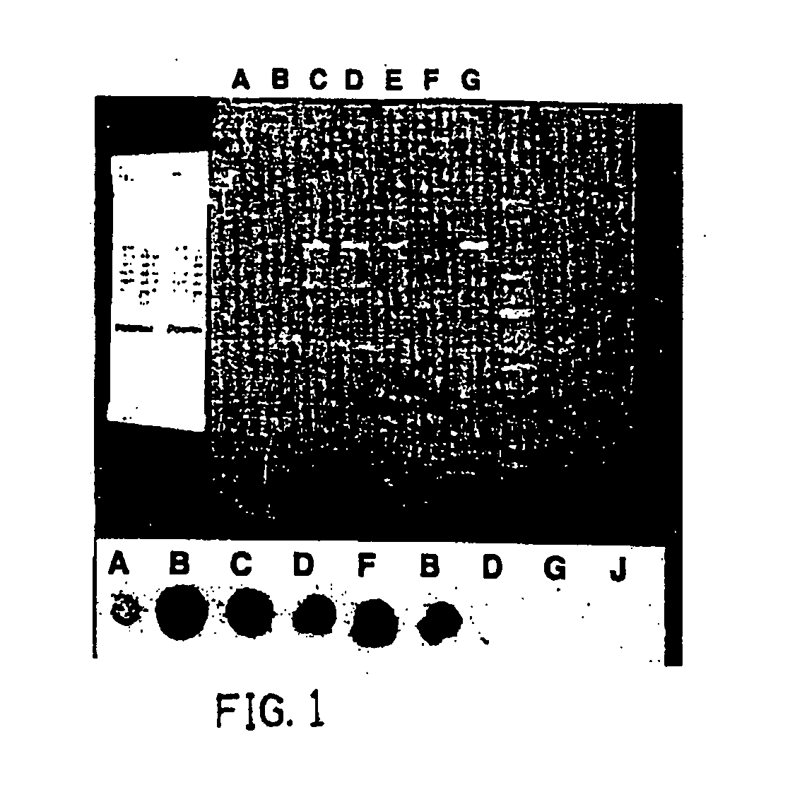 Materials and methods for detection of enterovirus and norovirus