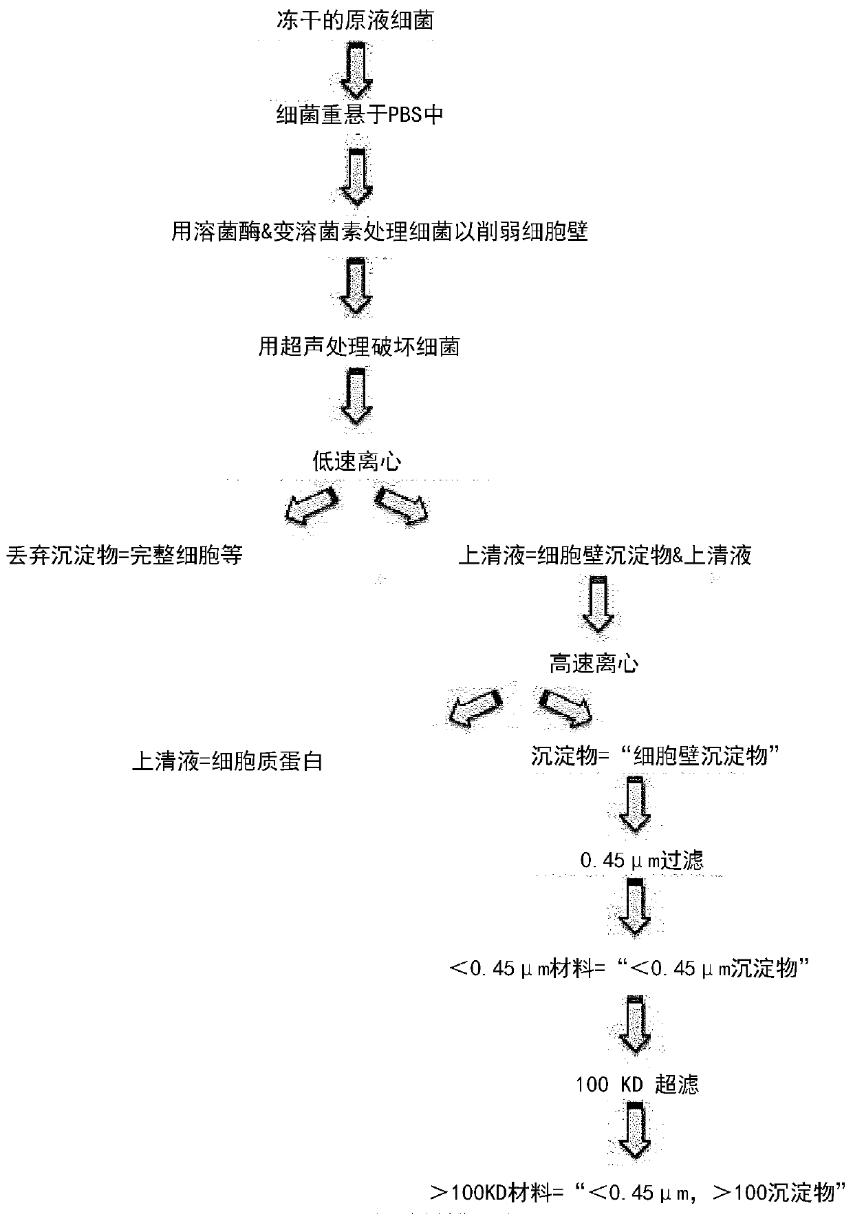 Bifidobacterium longum able to beneficially modulate immune response to respiratory virus infection