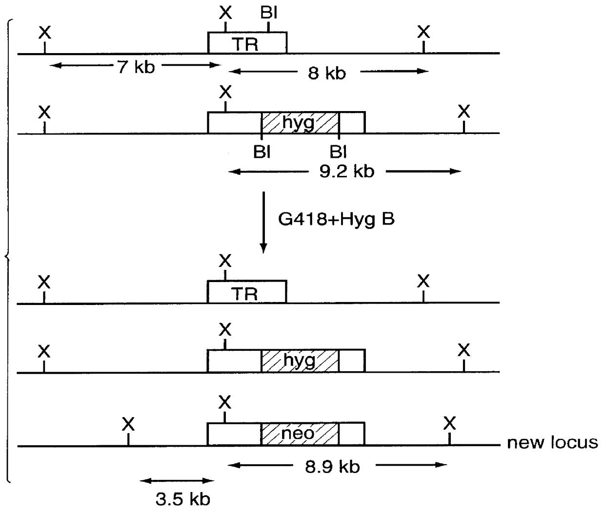 Attenuated strains of leishmania and uses thereof