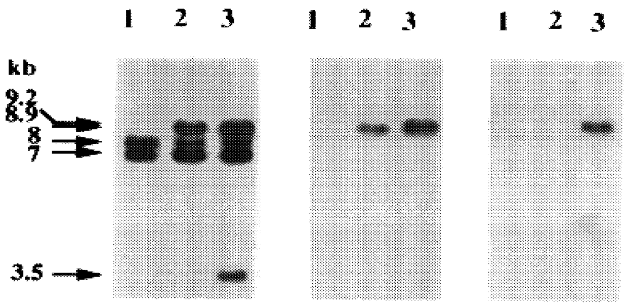 Attenuated strains of leishmania and uses thereof