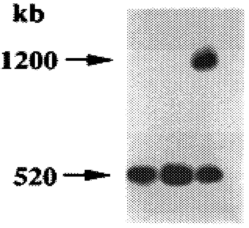 Attenuated strains of leishmania and uses thereof