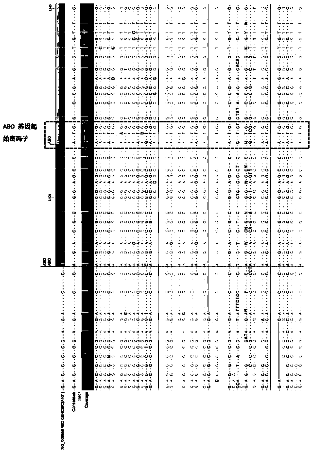 Method and reagent kit for determining full length sequence of ABO gene based on NGS technology