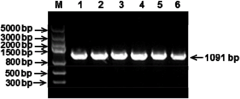 Reagent kit for detecting avian leukemia virus J sub-groups