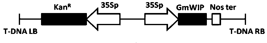 Wound-induced gene of soybeans, and coded protein and application thereof