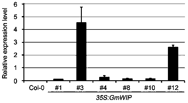 Wound-induced gene of soybeans, and coded protein and application thereof