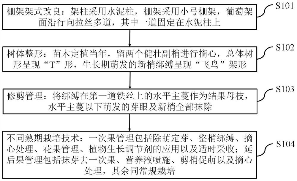 Method for improving bird frame type low-trunk grape tree form