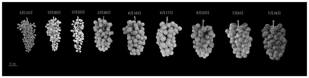 Method for improving bird frame type low-trunk grape tree form