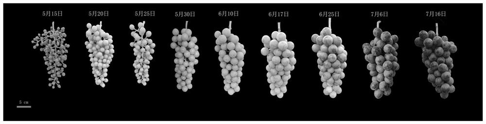 Method for improving bird frame type low-trunk grape tree form