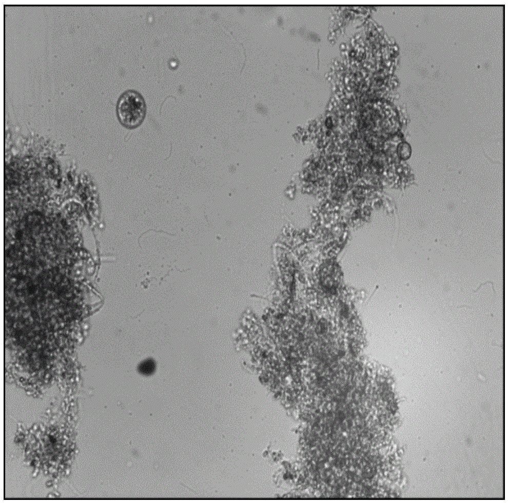 Activated sludge floc analysis method based on MATLAB