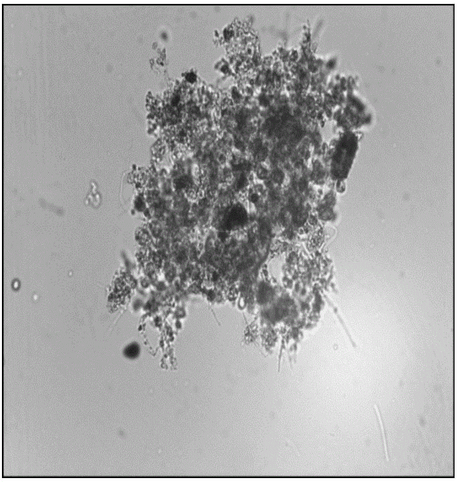 Activated sludge floc analysis method based on MATLAB