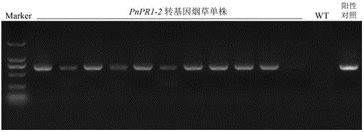 Pathogenesis-related protein 1 family gene PnPR1-2 of panax notoginseng and application of pathogenesis-related protein 1 family gene PnPR1-2