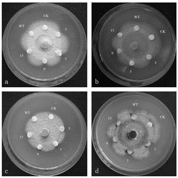 Pathogenesis-related protein 1 family gene PnPR1-2 of panax notoginseng and application of pathogenesis-related protein 1 family gene PnPR1-2