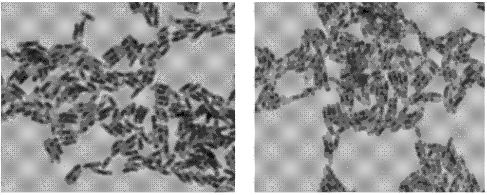 Lactobacillus strain with high adhesive power, and application thereof