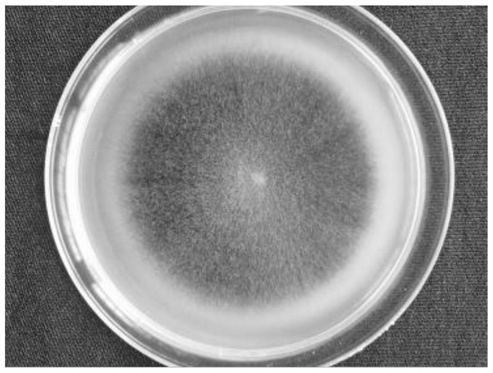 A strain of Cladosporium cladosporium with strong pathogenicity to citrus psyllids and its application