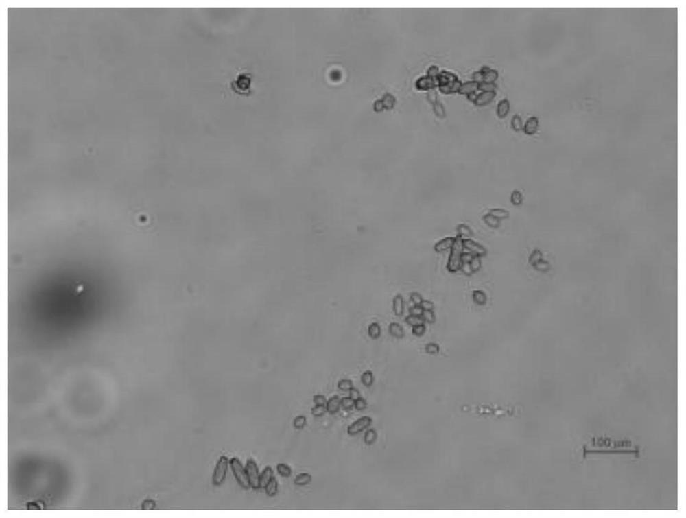 A strain of Cladosporium cladosporium with strong pathogenicity to citrus psyllids and its application