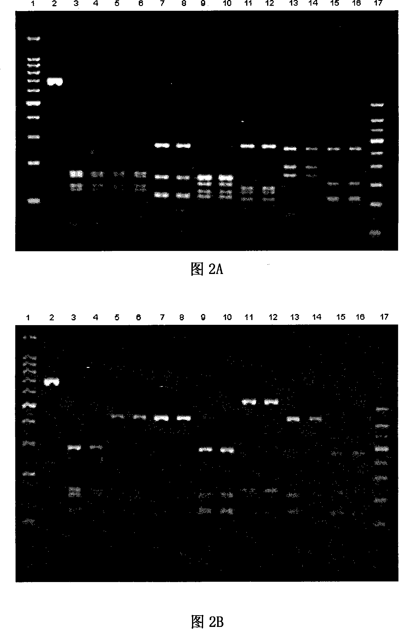 PCR-RFLP identification method for seven crassostrea oyster on south China coast