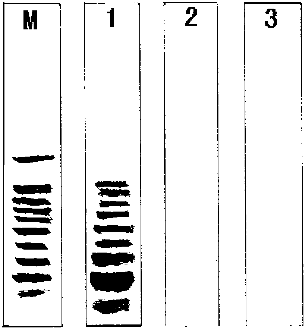 Vibrio parahemolyticus detection kit and detection method thereof