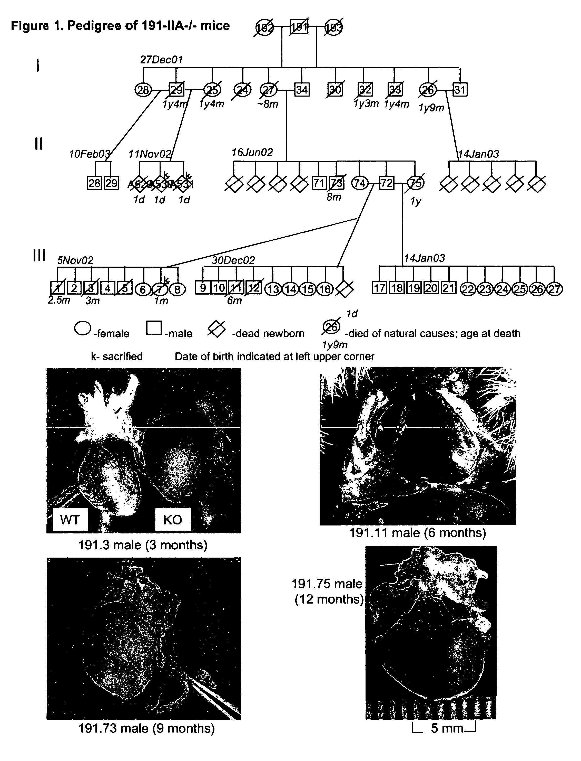 Mutant mice comprising a mutated type II procollagen alpha-1