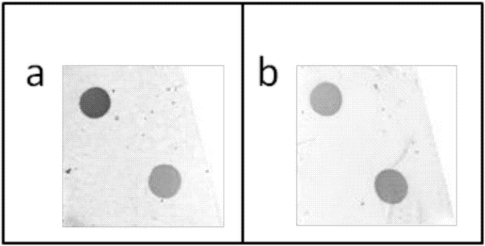 Human body anti-AQP4 autoantibodies detection material and preparation method thereof