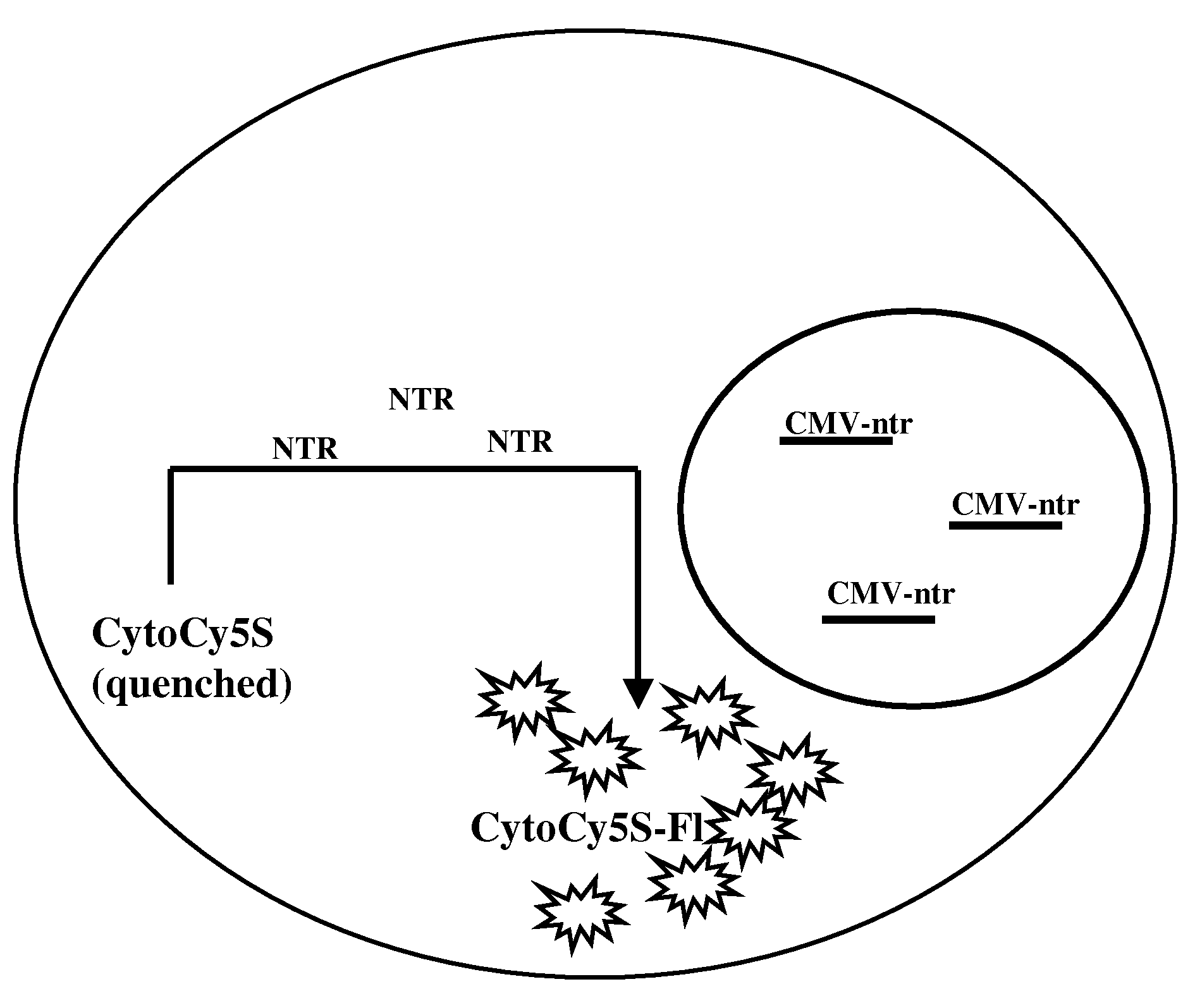 In vivo optical imaging