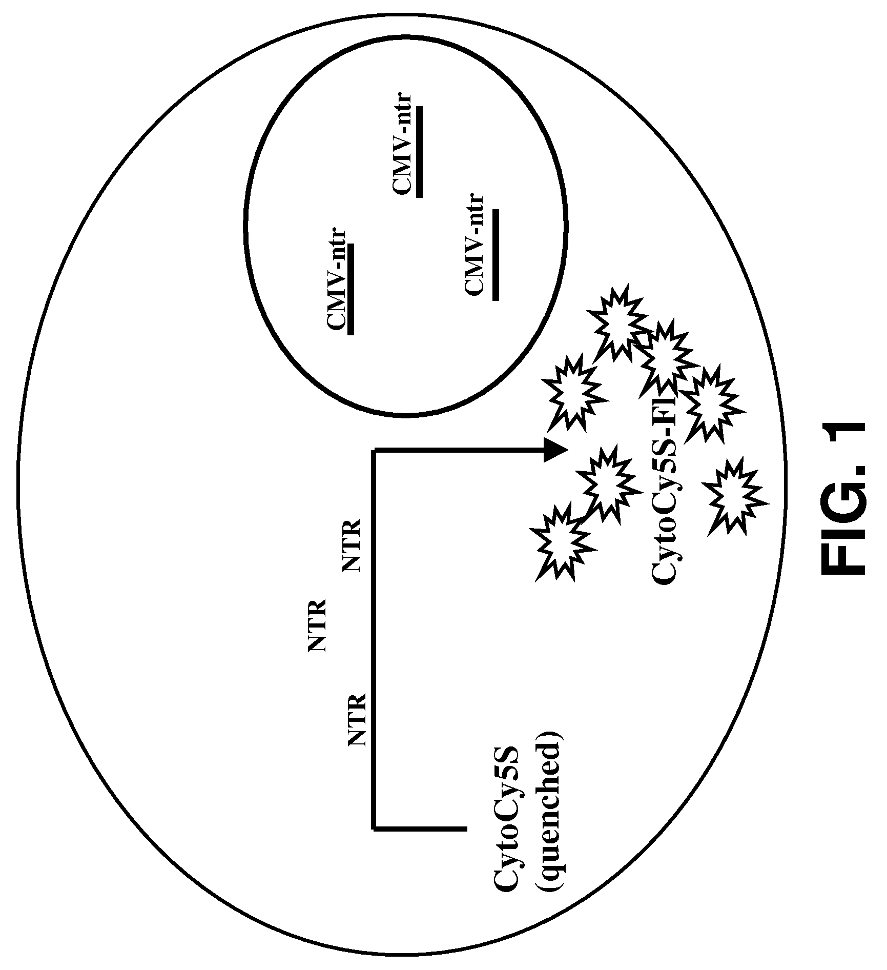 In vivo optical imaging